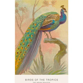 Plakát Plakát, Obraz - The Indian Peacock (Birds of the Tropics) - George Harris