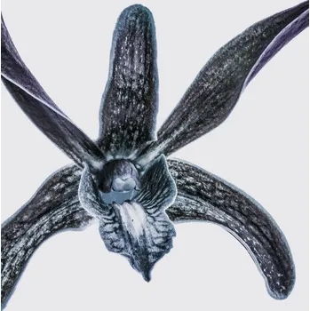 Plakát Plakát, Obraz - Orchid, Shot by Clint