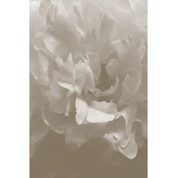 Plakát Plakát, Obraz - Peony 9, Studio Collection