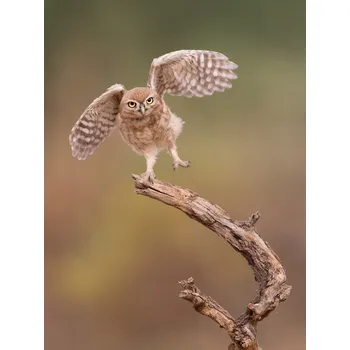 Plakát Plakát, Obraz - I'm just a gigalo..., Amnon Eichelberg