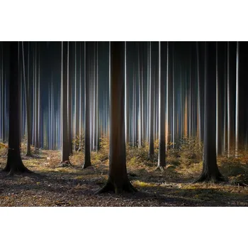 Plakát Plakát, Obraz - Mystic Wood, Carsten Meyerdierks