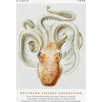 Plakát Plakát, Obraz - Deutsche Tiefsee Expedition Poster No.2 (Vintage Octopus) - Carl Chun