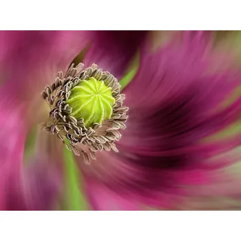 Plakát Plakát, Obraz - Dance With Me, Lucie Gagnon