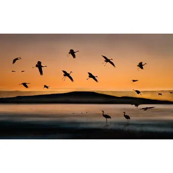 Plakát Plakát, Obraz - Fly-in at Sunset, Shenshen Dou