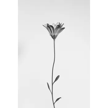 Plakát Plakát, Obraz - Daisy, Thierry Lagandré (Transgressed Light)