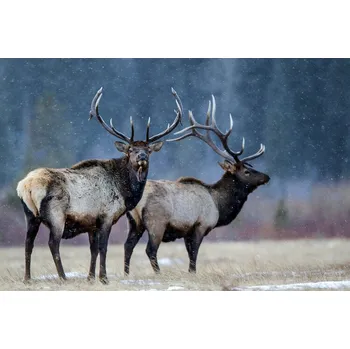 Plakát Plakát, Obraz - First snow, verdon