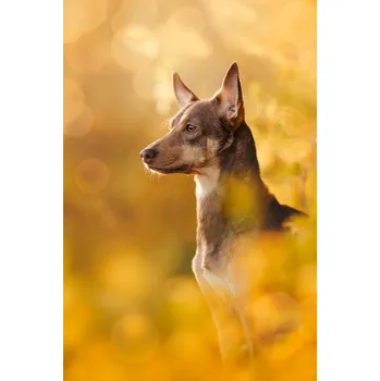 Plakát Plakát, Obraz - Golden, Ve Shandor