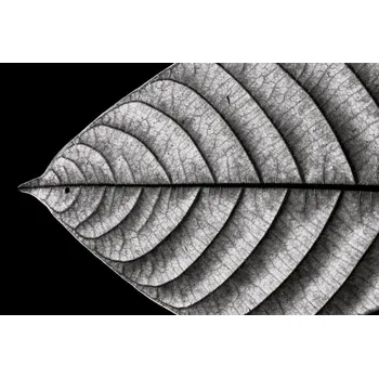 Plakát Plakát, Obraz - Dry Fish, Nilesh J. Bhange