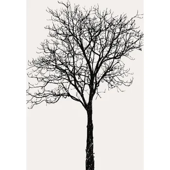 Plakát Plakát, Obraz - Black Birch, Kubistika