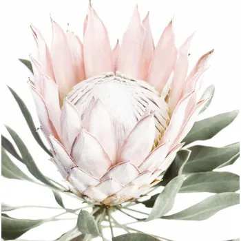 Plakát Plakát, Obraz - Pink Protea, Sisi & Seb