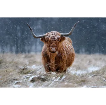 Plakát Plakát, Obraz - Snowy Highland cow, Richard Guijt