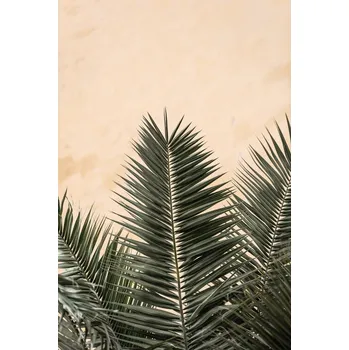 Plakát Plakát, Obraz - Palm leaves and wall 1, Studio Collection