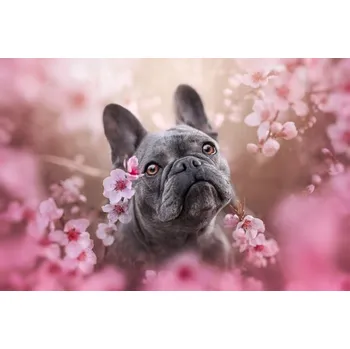 Plakát Plakát, Obraz - Lady in pink, Ve Shandor