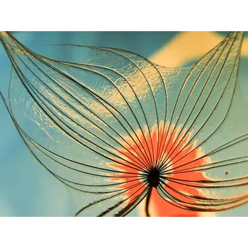 Plakát Plakát, Obraz - Dandelion Abstract, Ivan Lesica