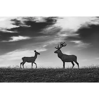 Plakát Plakát, Obraz - Meeting, Jure Kravanja