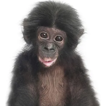 Plakát Plakát, Obraz - Baby Monkey, Sisi & Seb