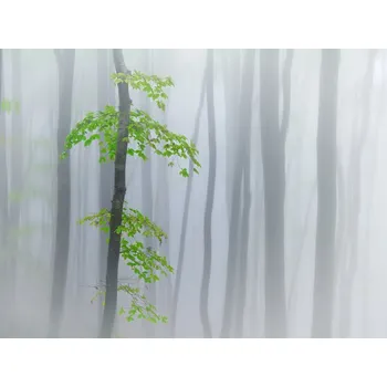 Plakát Plakát, Obraz - the fog and leaves, michel manzoni