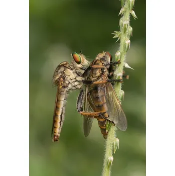 Plakát Plakát, Obraz - Robberfly with prey, Ajar Setiadi