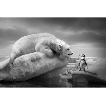 Plakát Plakát, Obraz - PolarFriends, Marcel Egger