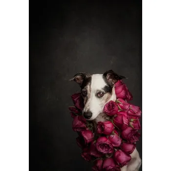 Plakát Plakát, Obraz - Rose Queen II, Heike	Willers