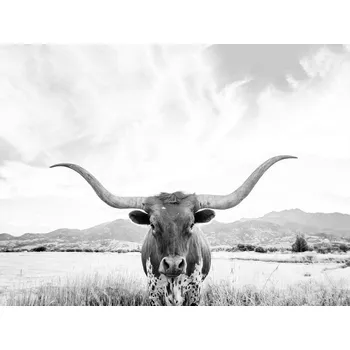 Plakát Plakát, Obraz - Longhorn texas, Sisi & Seb