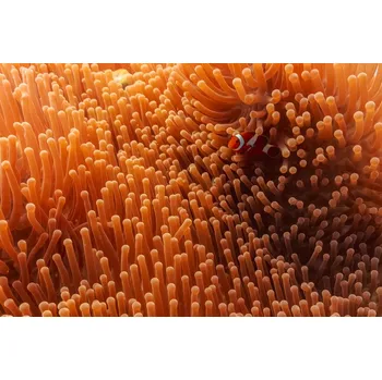 Plakát Plakát, Obraz - Hide and Seek, Mato P.