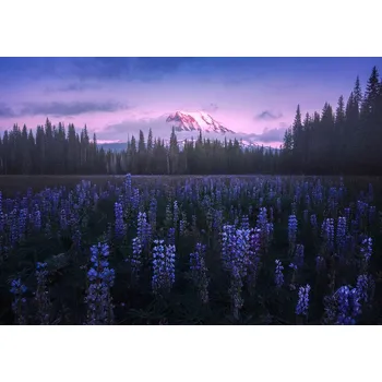 Plakát Plakát, Obraz - Adam's Lupine, Atanu Bandyopadhyay