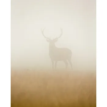 Plakát Plakát, Obraz - Ghost Stag, Stuart Harling