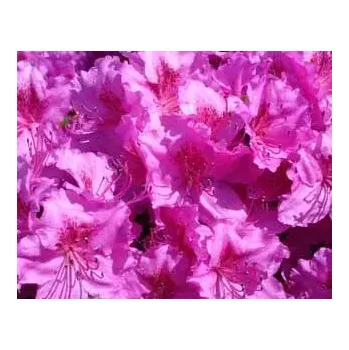 Azalka japonská Königstein (Azalea japonica Königstein)