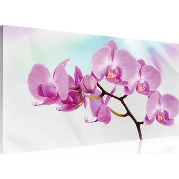 Obraz Postershop Obraz na plátne: Fialová Orchidea - 75x100 cm