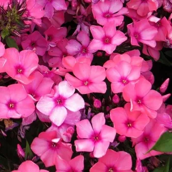 Sazenice Phlox paniculata Flatscreen Orange Rose