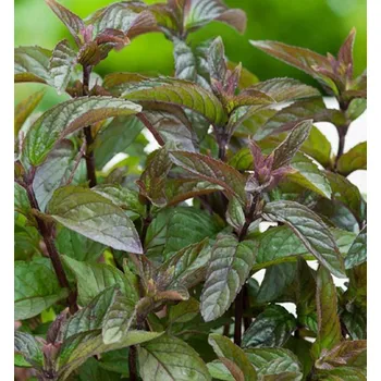 Sazenice Máta čokoládová ´CHOCOLATE´, kont. 1 l