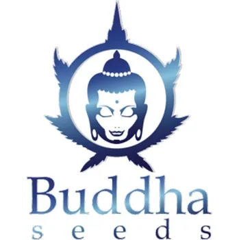 Pěstitelství Buddha seeds ZKITTLEZ AUTO Počet ks Feminizované: 1