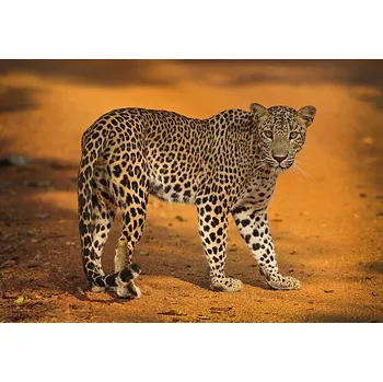 Plakát Plakát, Obraz - Sri Lankan Leopard, all images copyright of Jamie Lamb - elusive-images.co.uk