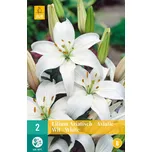 Vilmorin Lilie Asiatic White 2 ks