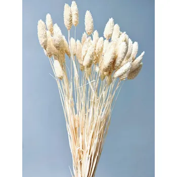 Sušený phalaris kytice/svazek bělený 50g