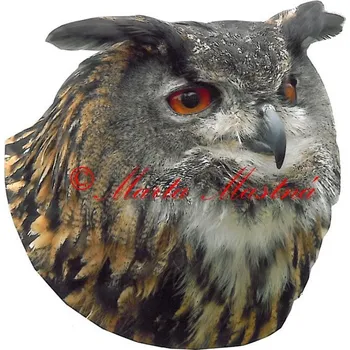 Samolepka sova výr
