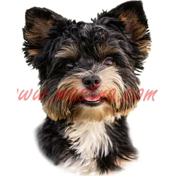 Samolepka biewer, yorkshire, jorkšír 191