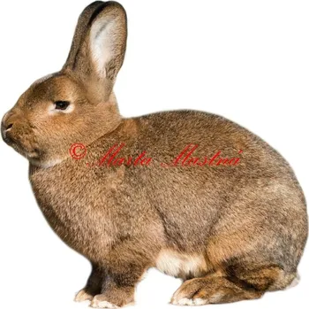 Samolepka králík vídeňský šedý