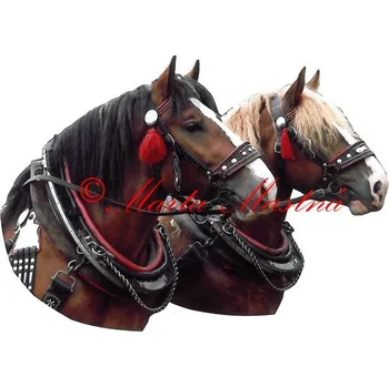 Samolepka chladnokrevníci Buntek a Nar