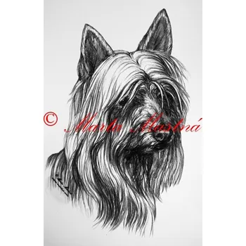 Samolepka silky teriér - archiv c391 - Malá - přibližně jako pohlednice
