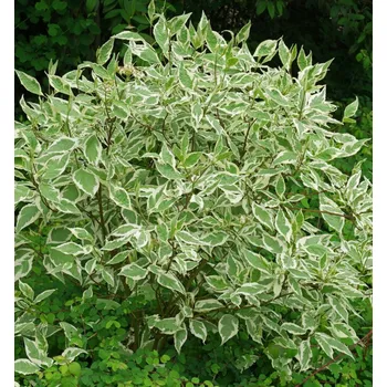 Sazenice Svída bíla ´ELEGANTISSIMA´ 90-100 cm, kont. 2,5 l