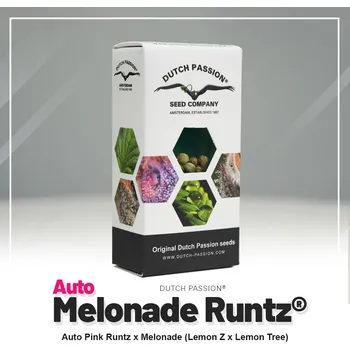 Semeno Melonade Runtz AUTO – samonakvétací semena | Dutch Passion Feminized (Ks): 3 + 1 Zdarma