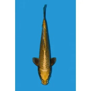 Krmivo pro rybičky HQ Golden Kabuto ... JK 2023TIK01