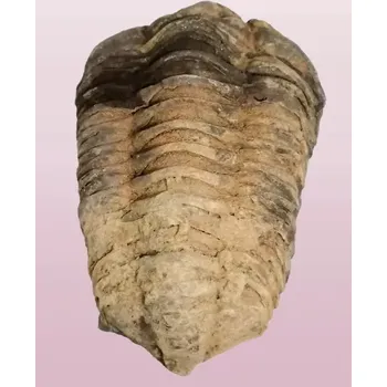 Trilobit Calymene velký, 80 g