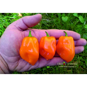 Semeno chilli-semena Habanero Orange