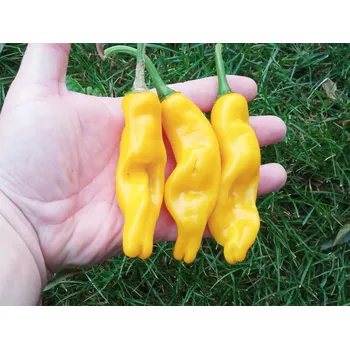 Semeno chilli-semena chilli paprička Peter Penis Pepper Yellow 10 ks