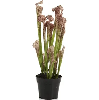 umělá květina Umělá Sarracenia Brown 65cm - Do interiéru