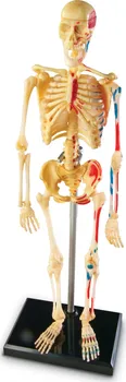 Learning Resources LERLER3337 anatomický model lidské kostry mini