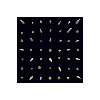 Zahraniční hudba Visions Of Bodies Being Burned - Clipping [CD]